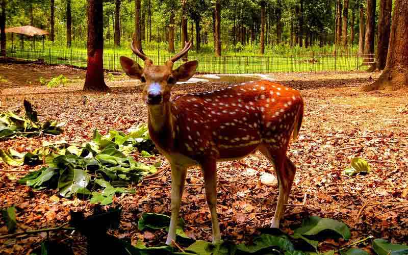 gorumara_national_park